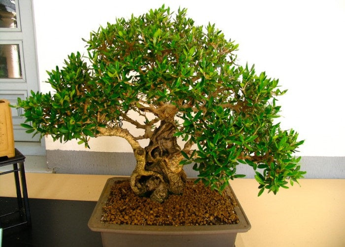 Come e quando concimare i miei bonsai? Fertilizzante per Bonsai